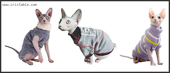 best sphynx cats in sweaters